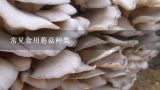 常见食用蘑菇种类,羊肚菌是什么