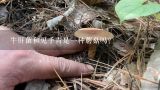 牛肝菌和见手青是一种蘑菇吗？牛肝菌和见手青是一种蘑菇吗？