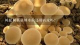 如何培养种植松树菌和菌种?鲜松树蘑菇焯水前还用扒皮吗?