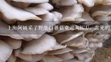 上海阿姨采了野生白蘑菇竟进入ICU，常见的毒蘑菇有哪些？上海阿姨采了野生白蘑菇竟进入ICU，常见的毒蘑菇有哪些？