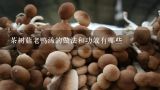 茶树菇老鸭汤的做法和功效有哪些,无花果茶树菇老鸭汤功效