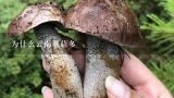为什么云南蘑菇多,云南的蘑菇很多都有毒吗？