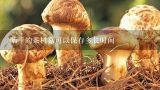 晒干的茶树菇可以保存多长时间,买来的茶树菇怎么保存？