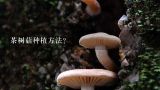 茶树菇种植方法?茶树菇怎么种植 茶树菇如何种植