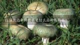 白顶黑边伞状蘑菇是什么品种的蘑菇？雨后长出来的小蘑菇，什么品种，能吃吗？