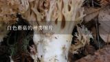 白色蘑菇的种类图片,常见蘑菇种类及图片有哪些？