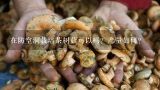 在防空洞栽培茶树菇可以吗？产量如何？一瓶茶树菇原种可以弄多少瓶栽培种