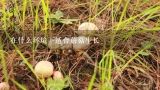 在什么环境下适合蘑菇生长,在什么样的环境下，会有利于蘑菇的生长？
