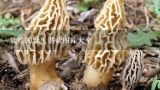 能吃的野生蘑菇图片大全,有哪些野生蘑菇可食用？