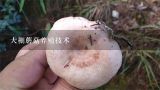 大棚蘑菇养殖技术,大棚种植食用菌的方法是怎样的？种哪种食用菌利润高