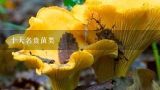 云南十大菌菇,十大名贵菌类分别是哪些？