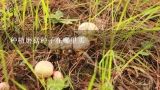 种植磨菇种子在哪里买,济南哪里批发食用菌栽培袋