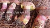松树伞蘑菇的种类图片,松树底下采的蘑菇图片