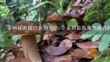 茶树菇的最佳食用方法;让茶树菇散发出最香的美味