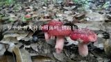 罗平县有人种食用菌吗 销路如何,云南罗平油菜的价钱是多少?