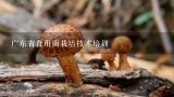 广东省食用菌栽培技术培训,广东云浮食用菌栽培技术培训基地在哪？