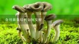 食用菌栽培料如何发酵,请问能用酒糟种植蘑菇吗?