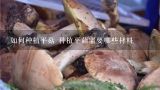 如何种植平菇 种植平菇需要哪些材料,平菇的种植方法