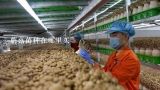 蘑菇菌种在哪里买,中国十大食用菌生产基地有哪些
