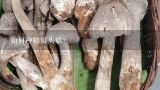 如何种植猴头菇？猴头菇营养丰富，猴头菇要怎么种植？