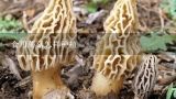 食用蘑菇怎样种植,在农村推广食用菌栽培技术的具体做法?
