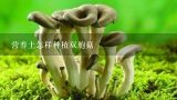 营养土怎样种植双胞菇,营养土可以直接用吗？