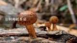 如何种植香菇,蘑菇效应的村支书刘洪生