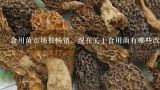食用菌市场很畅销，现在关于食用菌有哪些改进栽培技,我想问问树林种植平菇在哪学技术