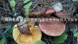 哪种蘑菇是无法在室内或室外种植的人工培养？