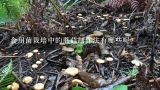 食用菌栽培中的蘑菇制作法有哪些呢？