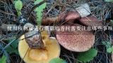 使用桉树皮进行蘑菇培养时需要注意哪些事项？