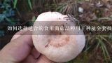 如何选择适合的食用菌菇品种用于种植全套技术?