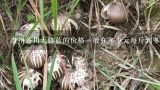 贵州务川大脚菇的价格一般在多少元每斤到多少元每斤之间?