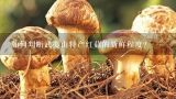 如何判断武夷山特产红菇的新鲜程度?