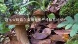 遵义大脚菇在贵州有哪些种植基地呢?