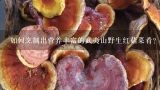 如何烹制出营养丰富的武夷山野生红菇菜肴?