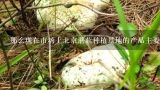 那么现在市场上北京蘑菇种植基地的产品主要销往哪些地方呢?