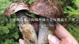 在中国南方地区的哪些城市是红蘑菇生产加工和销售的重要地区?