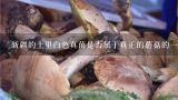 新疆的土里白色真菌是否属于真正的蘑菇的一种类型?