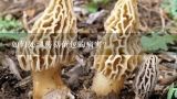 如何处理蘑菇菌包的病害?