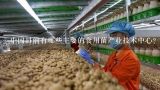 中国目前有哪些主要的食用菌产业技术中心?