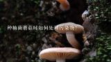 种植菌蘑菇时如何处理污染物?