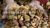 如何进行食用菌蘑菇种子培育?
