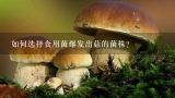 如何选择食用菌爆发出菇的菌株?