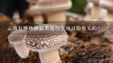 云南有哪些菌菇类是与当地习俗有关的?