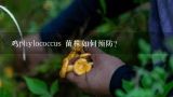 鸡phylococcus 菌株如何预防?