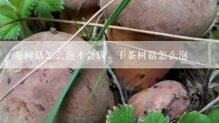 茶树菇怎么泡才会软，干茶树菇怎么泡