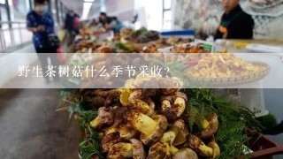 野生茶树菇什么季节采收？