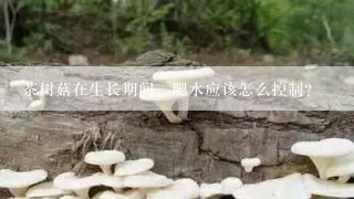 茶树菇在生长期间，肥水应该怎么控制？