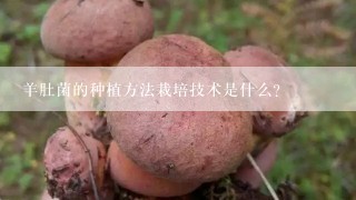 羊肚菌的种植方法栽培技术是什么？